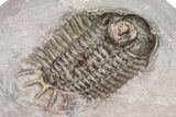 Two Crotalocephalus Trilobites (One Ventral) - Jorf, Morocco #209818-6